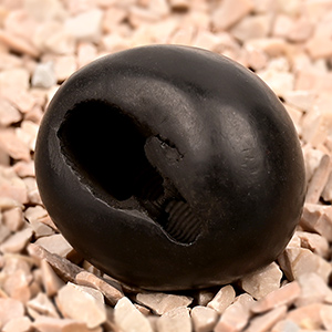 Laxmi Narsimha Shaligram Shila - 87 gms