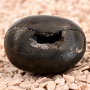 Shweta Laxmi Narayan Shaligram Shila - 158 gms