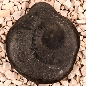 Kurma Mahavatar Shaligram Shila - 126 gms