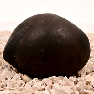 Kuber Shaligram Shila - 148 gms