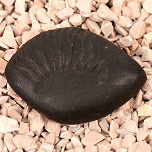 Laxmi Matsya Shaligram Shila - 67 gms