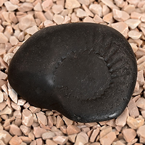 Kalpavriksha Surya Narayan Shaligram Shila - 90 gms