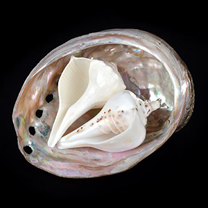 Auspicious Shankha Set (Left, Right)