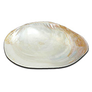 Natural Sea Shell