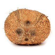 4 Eyed Coconut