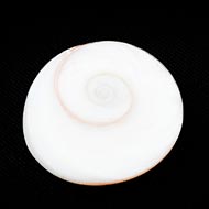 Gomati Chakra - Small