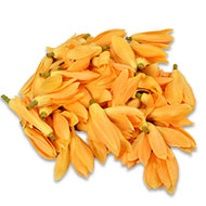 Champa Flower / Plumeria