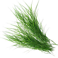 Durva Grass