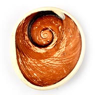 Gomati Chakra -  Giant