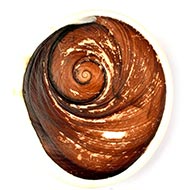 Gomati Chakra - Super Giant