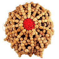 Rudraksha Cap - Nepal Beads