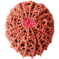 Rudraksha beads cap