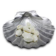 White Cowry Shells