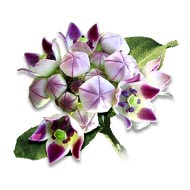 Aak flowers