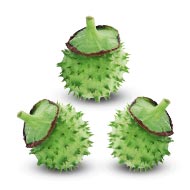 Datura Fruit - Set of 3