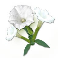 Dhatura Flowers