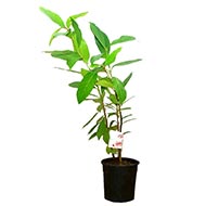 Jambun (Rohini Nakshatra)