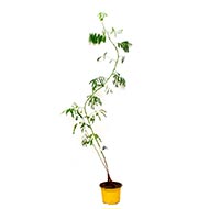 Kher (Mrigashirsha  Nakshatra)