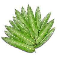 Mango leaves - Set of 12