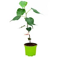 Pipal (Pushya Nakshatra)