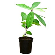 Umbar (Krittika Nakshatra)