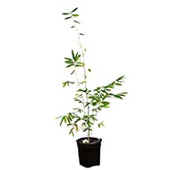 Venu (Punarvasu Nakshatra)