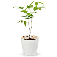 Vishu Kani Konna Plant