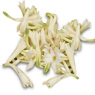 White Lilly Flower