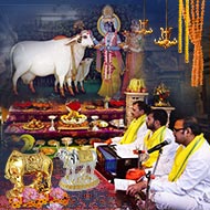 Silver or Gold Cow Service