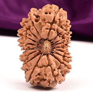 Collector Seventeen Mukhi XCX