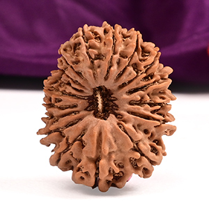 Collector Seventeen Mukhi from Nepal LXVI