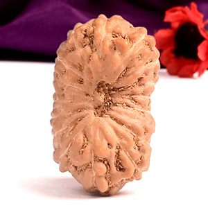 17 Mukhi from Java Indonesia Small 