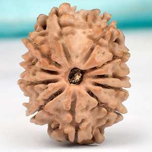 11 Mukhi from Nepal - CCCIV
