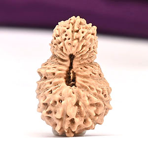 21 mukhi from Java Indonesia Large - X