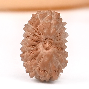 K-27875-S1