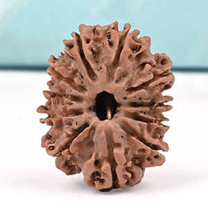 11 Mukhi from Nepal - CCCXVI