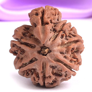 Savar Naag Rudraksha from Nepal 