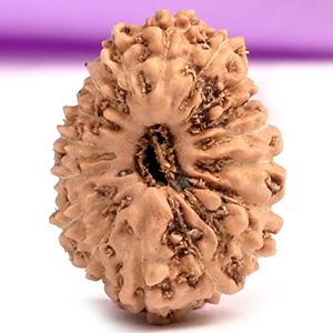 17 Mukhi from Java Indonesia 