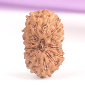 18 Mukhi from Java Indonesia Small 