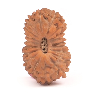 19 Mukhi from Java Indonesia Small 