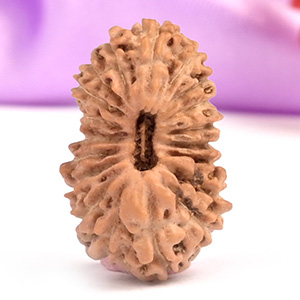 19 Mukhi from Java Indonesia Small 