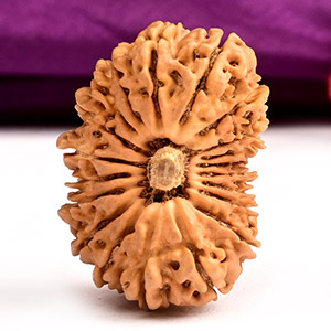 20 Mukhi from Nepal Large - I