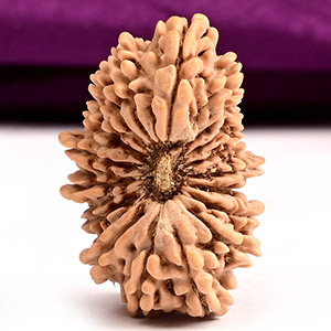 18 Mukhi from Nepal - CLIX