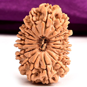 Collector 18 Mukhi Nepal - CXVII