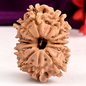13 Mukhi from Nepal Small - CCCVI