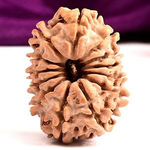 13 Mukhi from Nepal Small - CCCIX