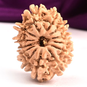 13 Mukhi from Nepal Small - CCCXI
