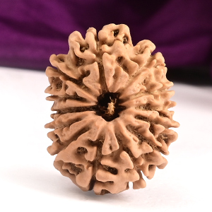 13 Mukhi from Nepal Small - CCCXVI