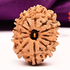 12 Mukhi from Nepal - CXXVIII