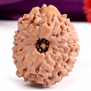 Collector 12 Mukhi from Java Indonesia - CIII